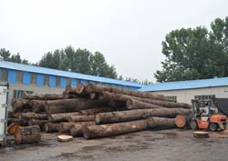 yuelin wood